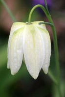 /album/galerie-photos/a2006-04-188-jpg/